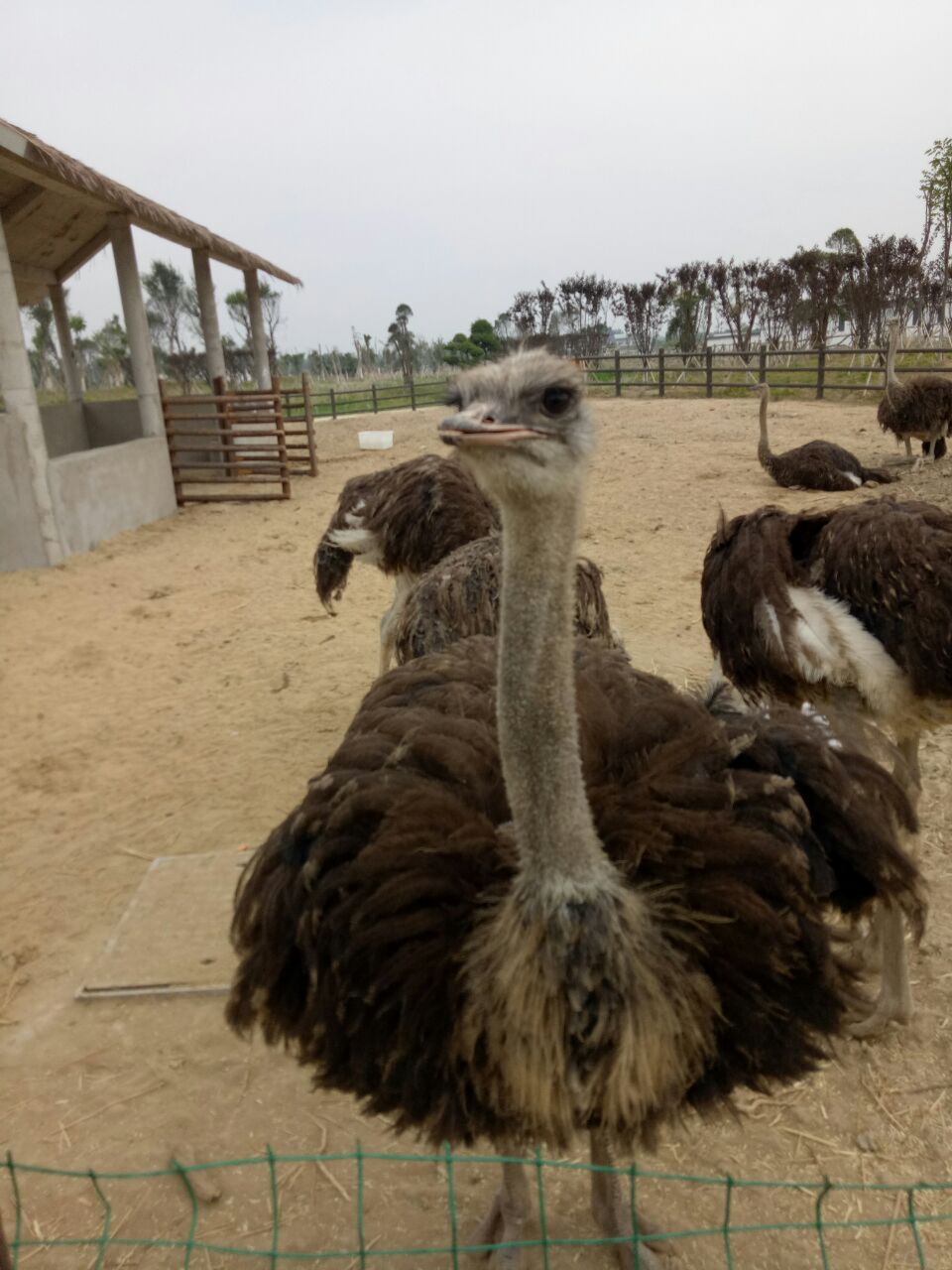 宿州野生动物园