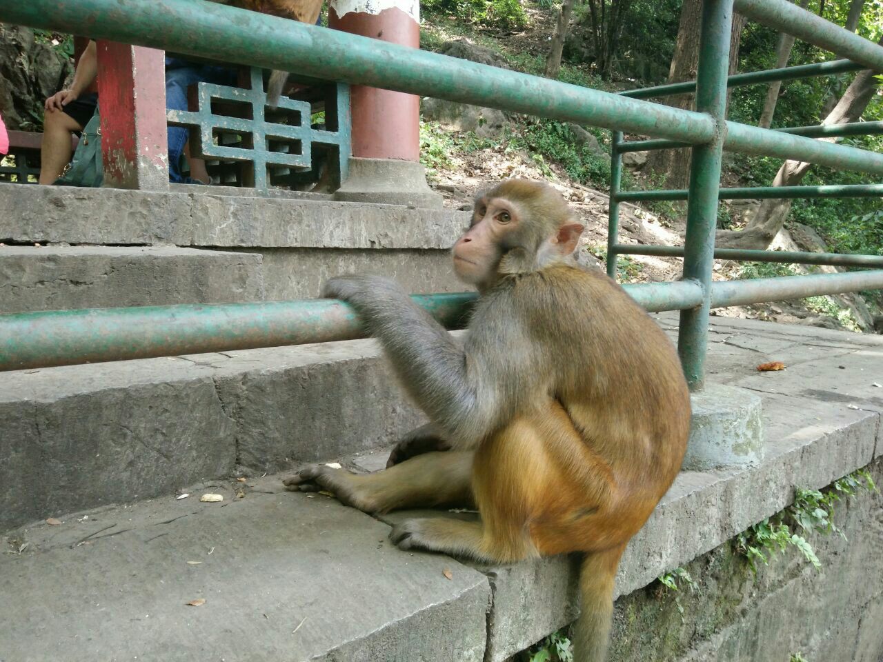 三岭湾猕猴观赏园