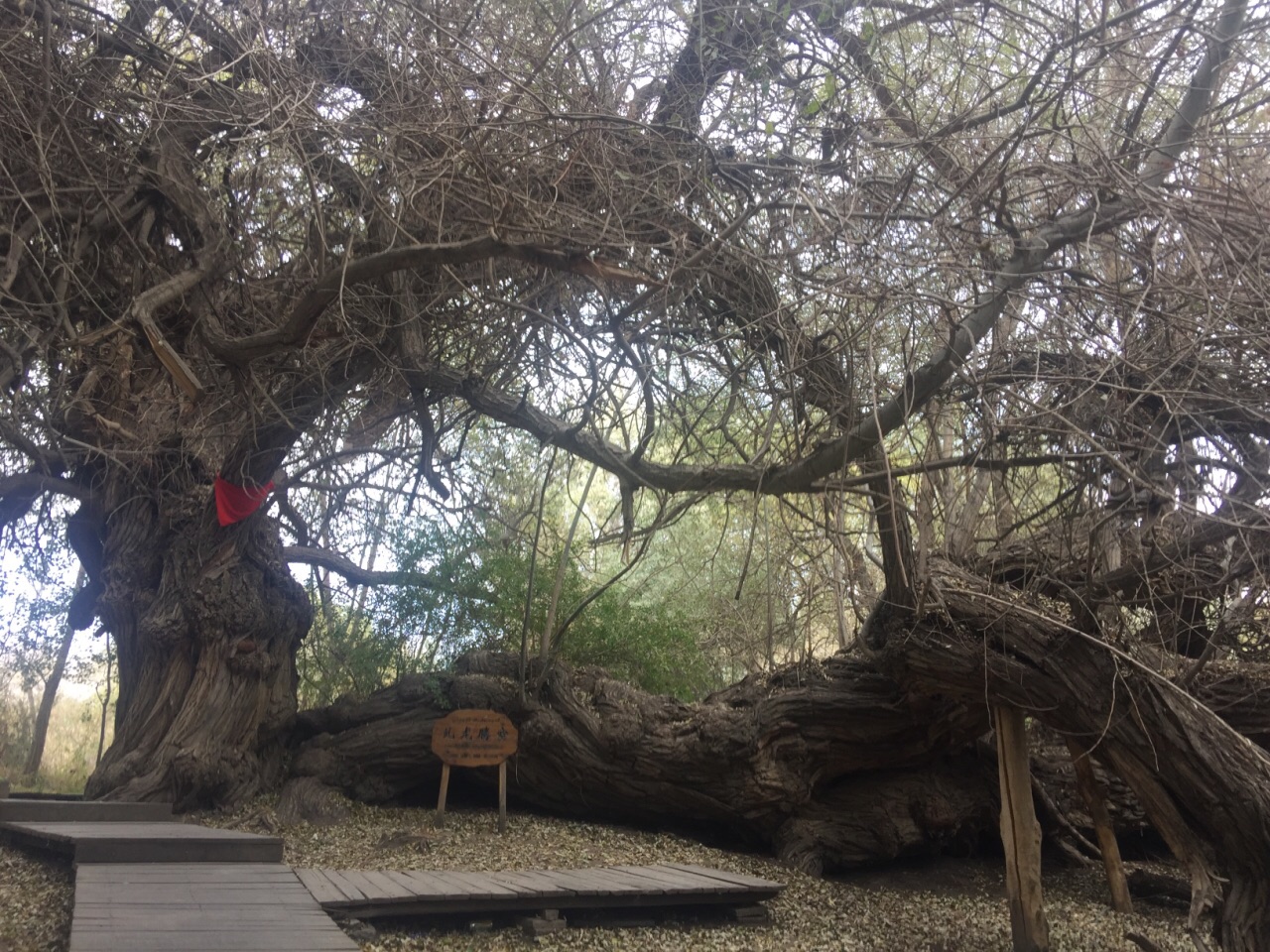 阿克苏神木园好玩吗,阿克苏神木园景点怎么样_点评