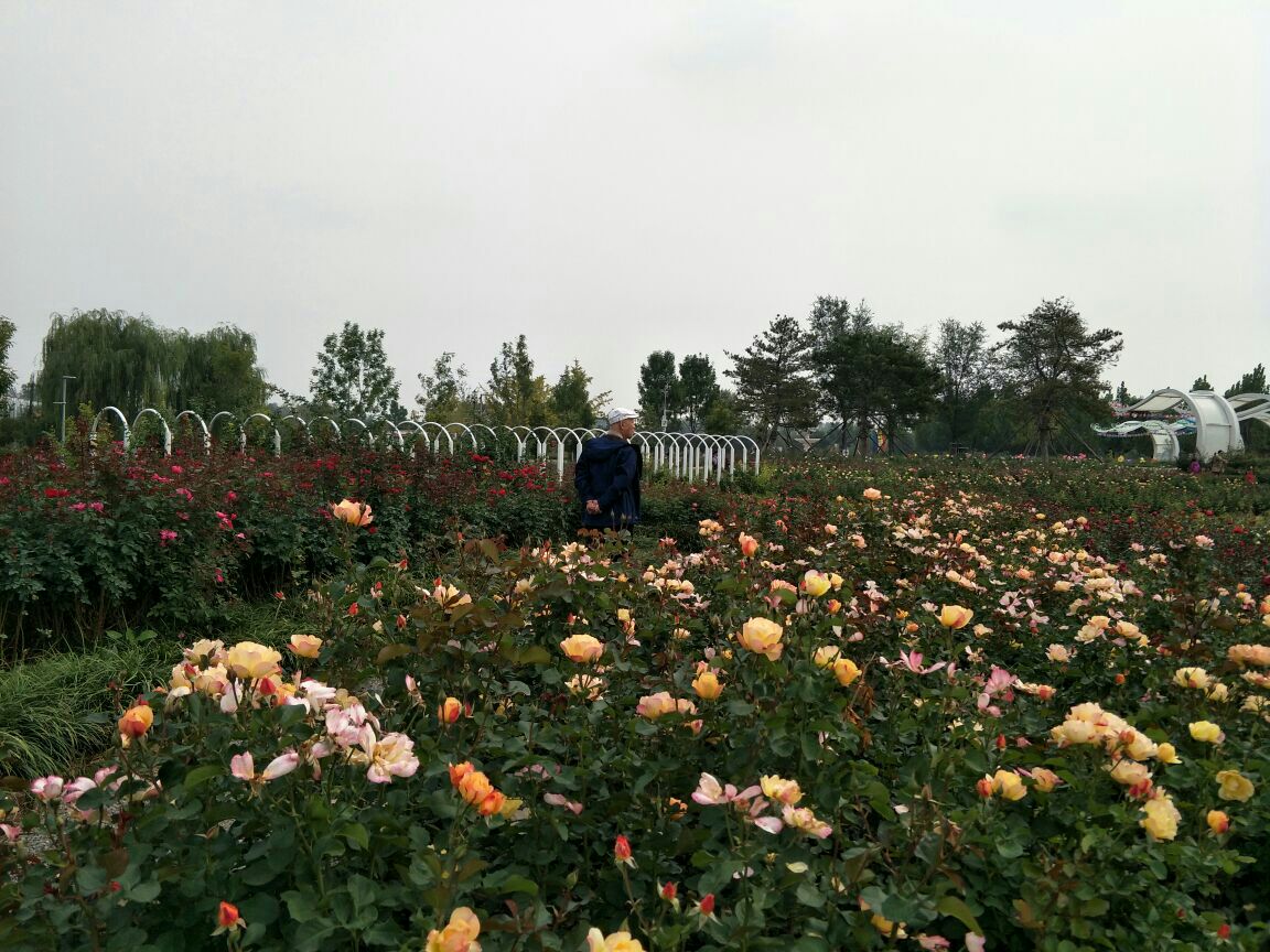 北京爱情海玫瑰园好玩吗,北京爱情海玫瑰园景点怎么样