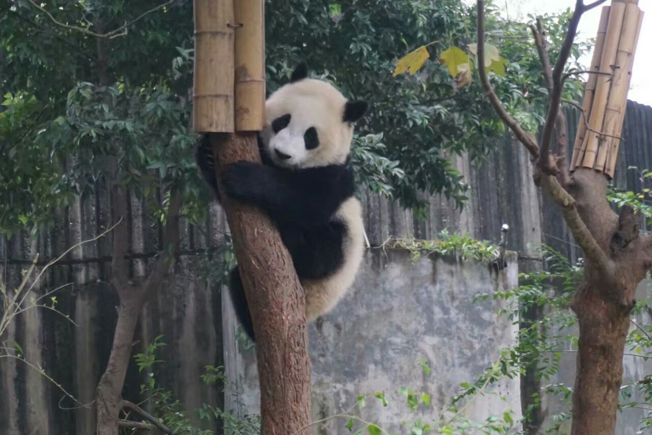 成都大熊猫繁育研究基地