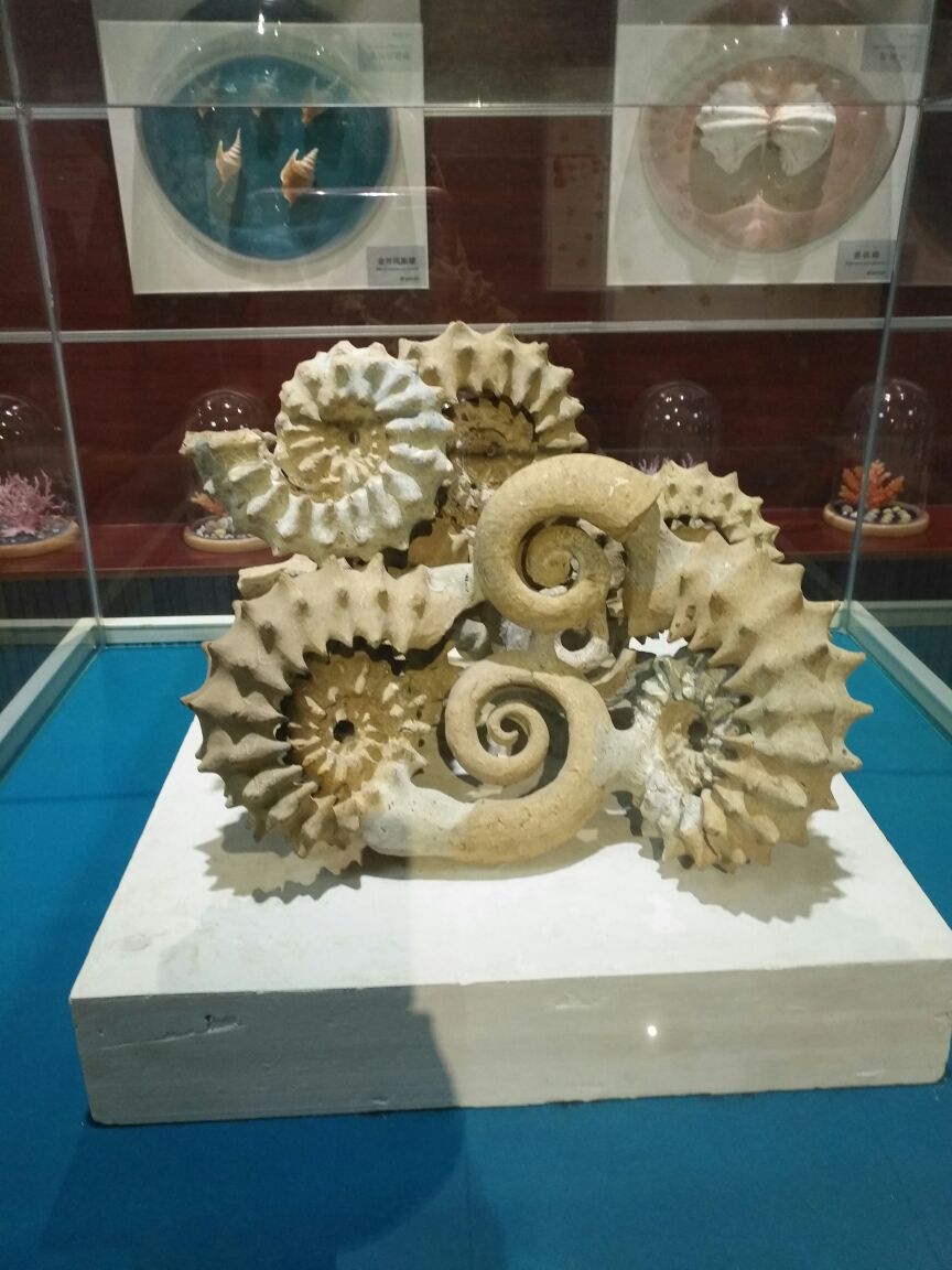 贝壳博物馆 携程网