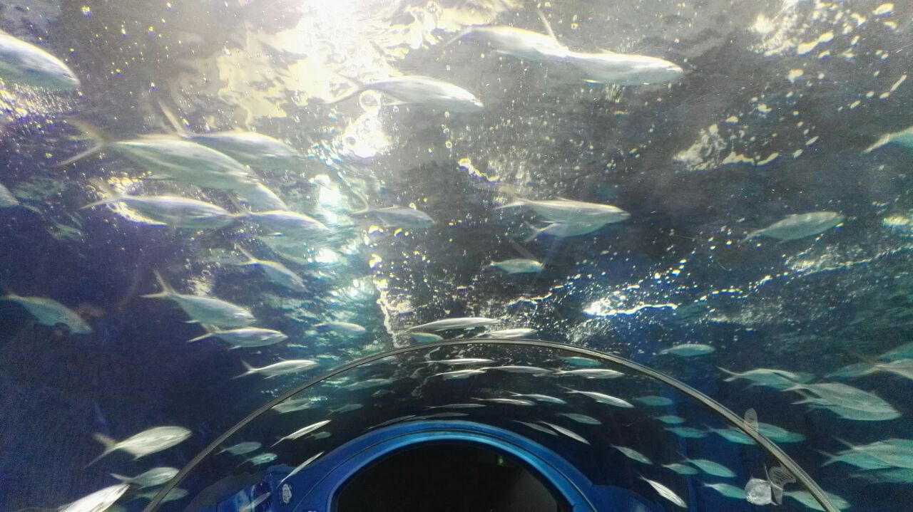 上海海洋水族馆