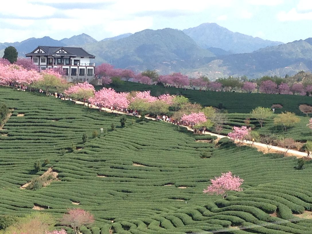 2019永福樱花园_旅游攻略_门票_地址_游记点评,漳平旅游景点推荐 去