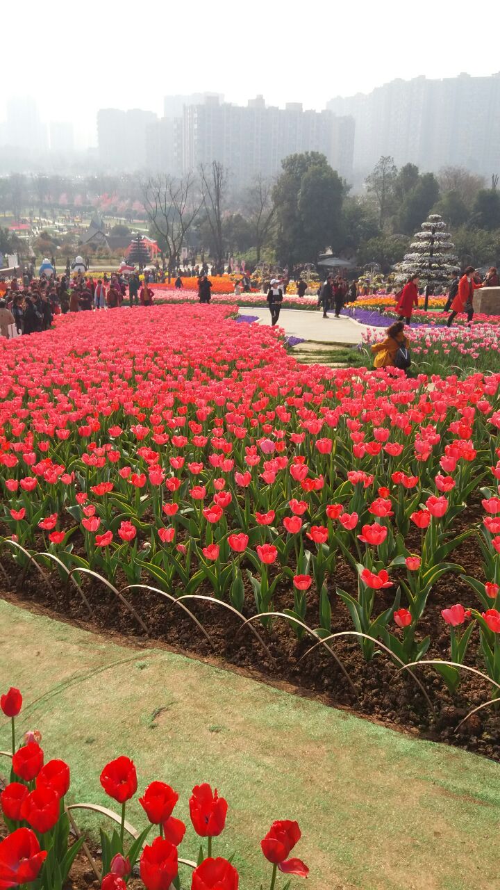 【携程攻略】成都漫花庄园好玩吗,成都漫花庄园景点样