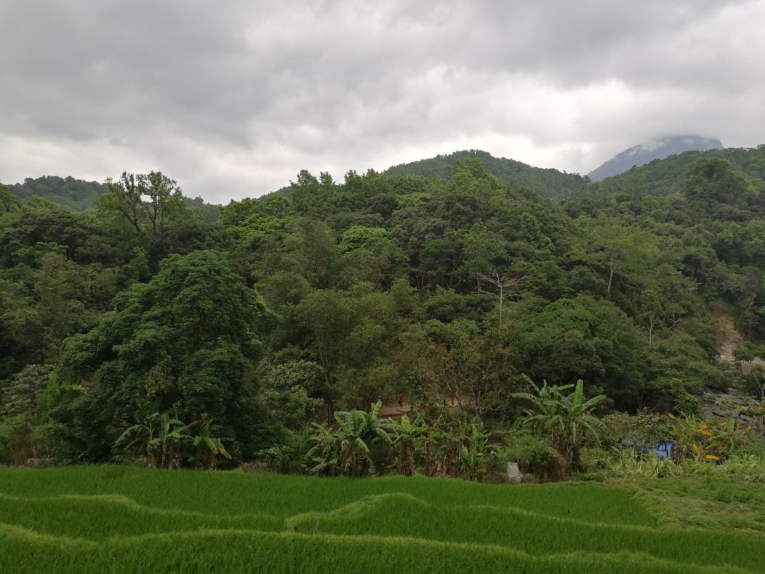 五指山热带雨林风景区