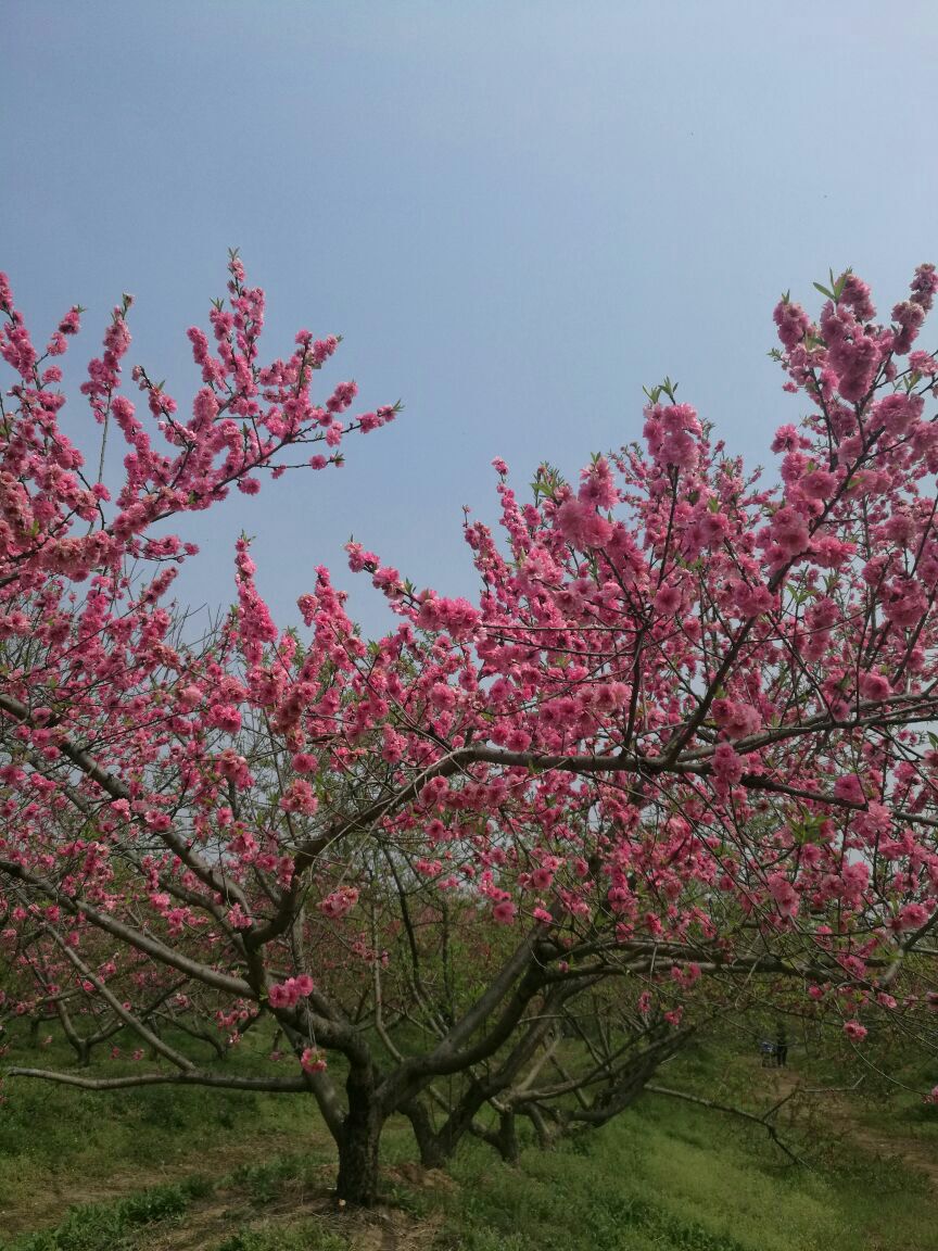 三十岗桃蹊农场