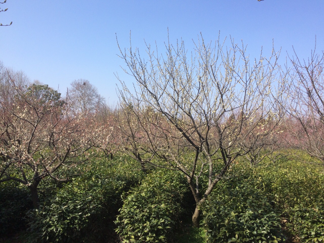 南京梅花山好玩吗南京梅花山景点怎么样_点评_评价