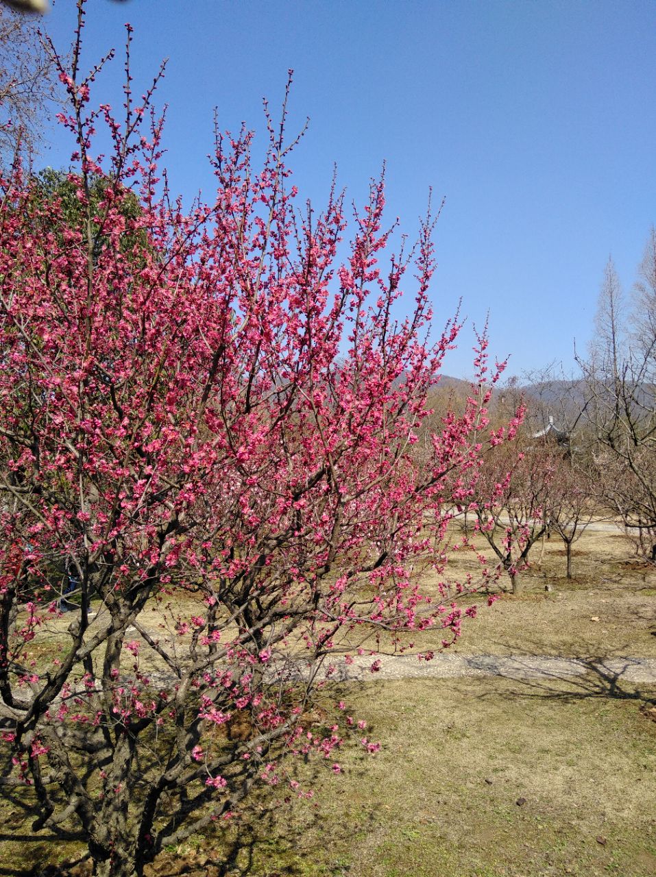 梅花山旅游景点攻略图