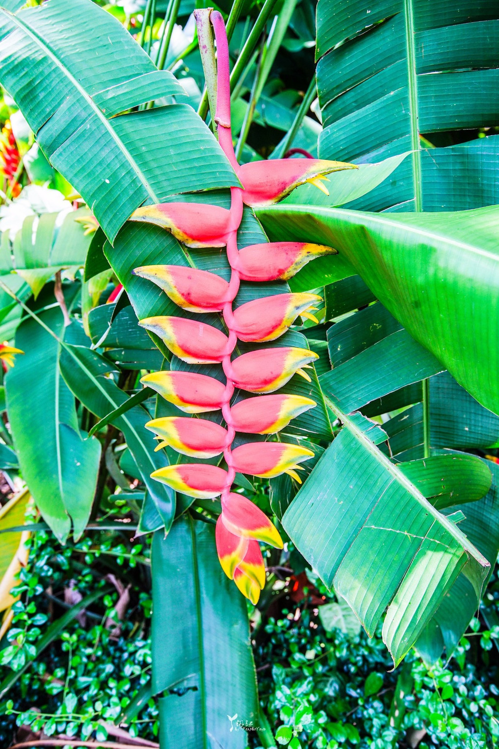 兴隆热带植物园 比如 这个蝎尾蕉,又叫垂花火