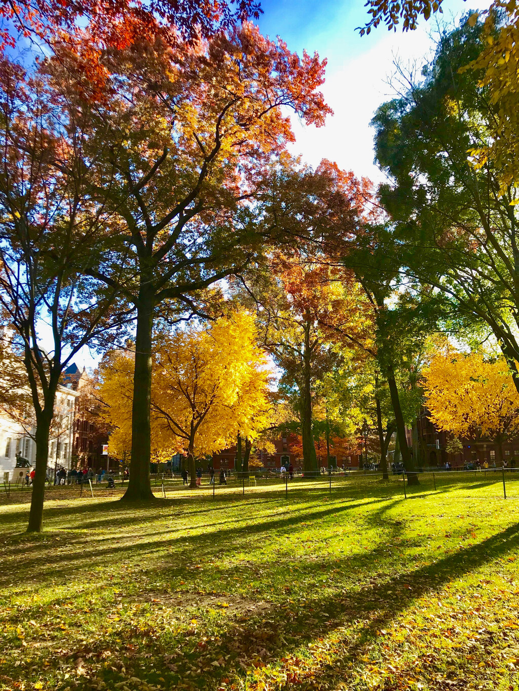 美国藤校校园风光欣赏:深秋的哈佛大学,秋色如画