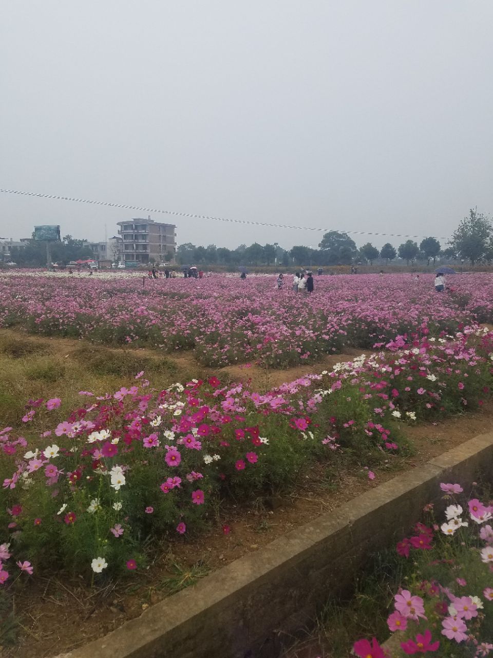 大市花海门票多少钱,平时有没对外开放-耒阳旅游问答