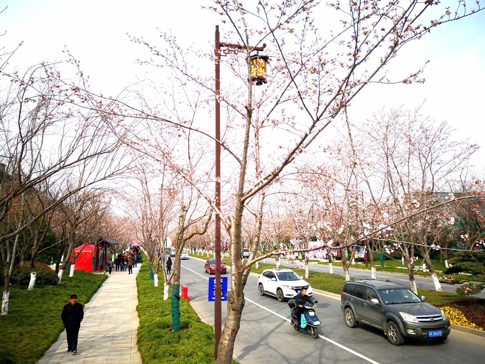 鉴真路樱花大道