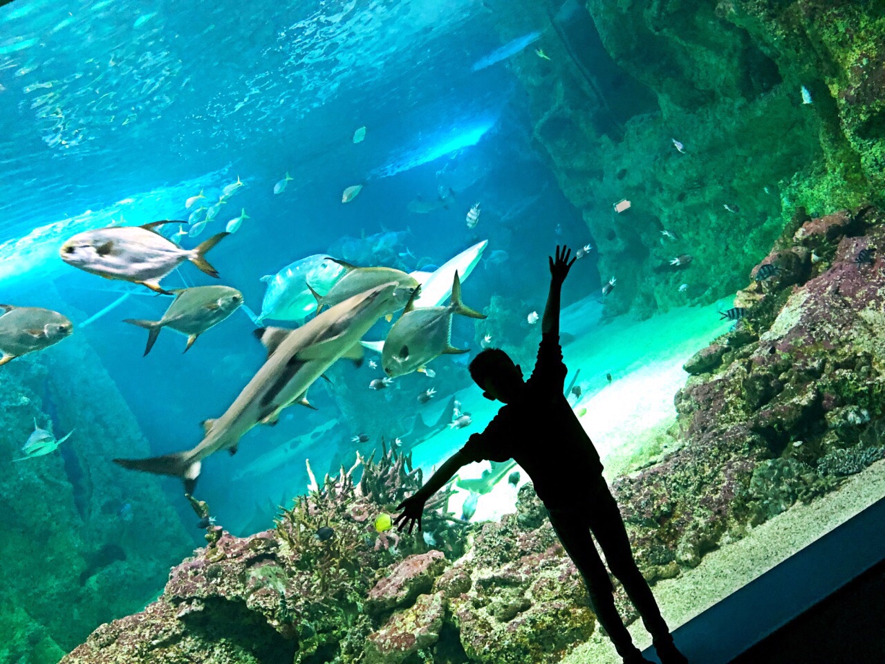 悉尼水族馆