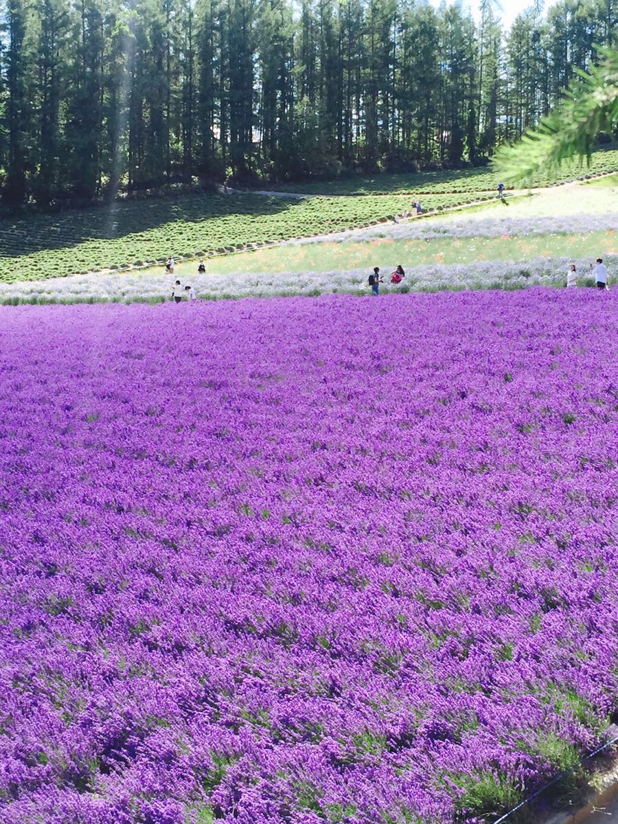 【携程攻略】富良野富良野景点,北海道富良野富田农庄