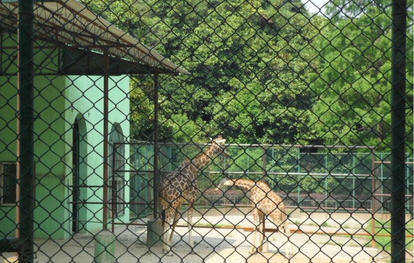 2019红山森林动物园_旅游攻略_门票_地址_游记点评