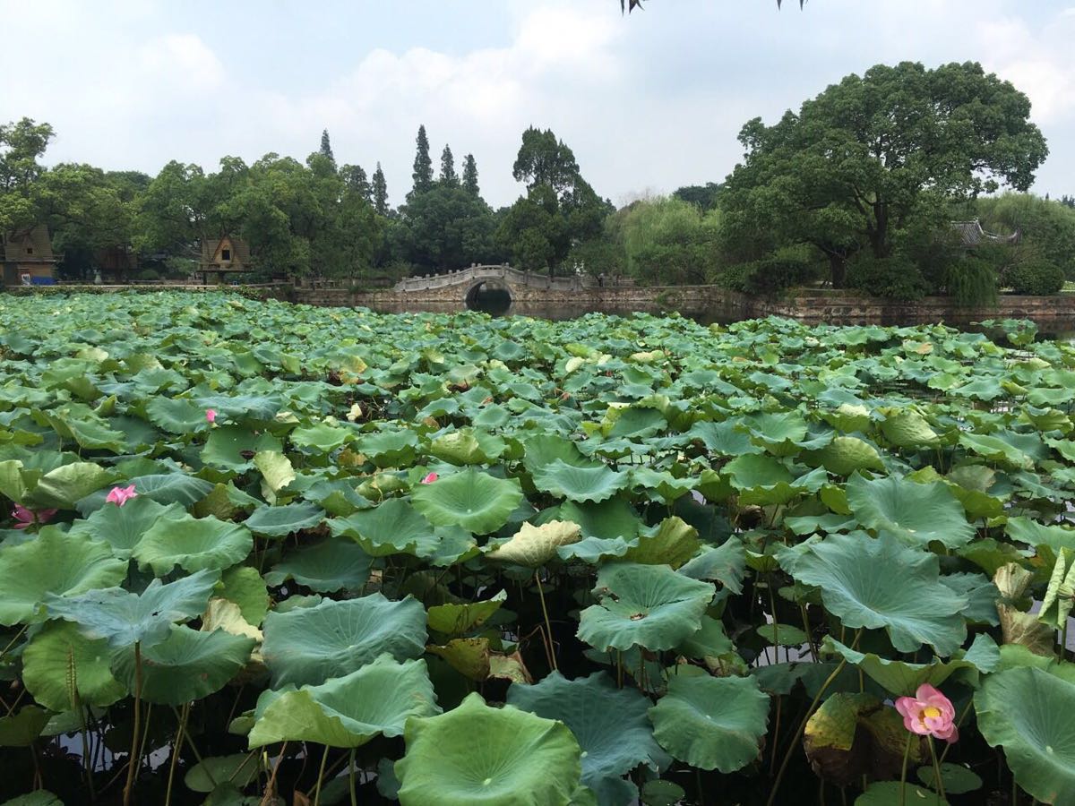 进蠡园大门往左是假山群,先不去假山那玩,一圈逛出来时再去。走百花山房方向,向南到四季亭。四季亭指的是一方水塘的四条边上各有一个亭子,春亭旁种梅花,夏亭旁种夹竹桃,秋亭旁栽桂花,冬亭旁种腊梅。
继续向南走,到蠡湖上的长堤南堤春晓。这里是春天赏花最好的地方,堤上一排垂柳,柳枝随风摇摆,柳树间夹种着很多桃树,桃花品种很多,一棵桃树上还会开出不同颜色的桃花。
到千步长廊。这是蠡园的老建筑物,跨在蠡湖上,一侧是墙,另一侧临水,墙上80个镂空花窗图案各异,十分精美。千步长廊东边尽头有湖心亭晴红