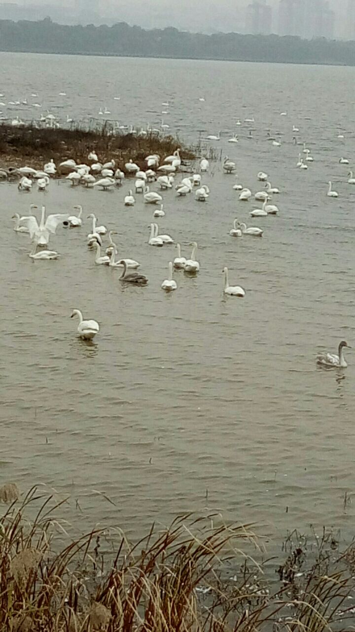 天鹅湖国家城市湿地公园