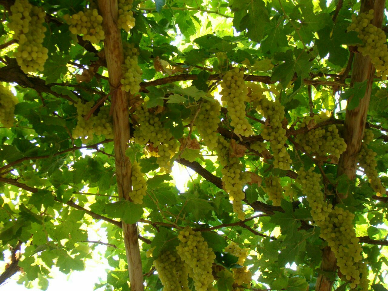 新疆最热的地方，出产最好吃的葡萄，还成了旅游景区_葡萄沟