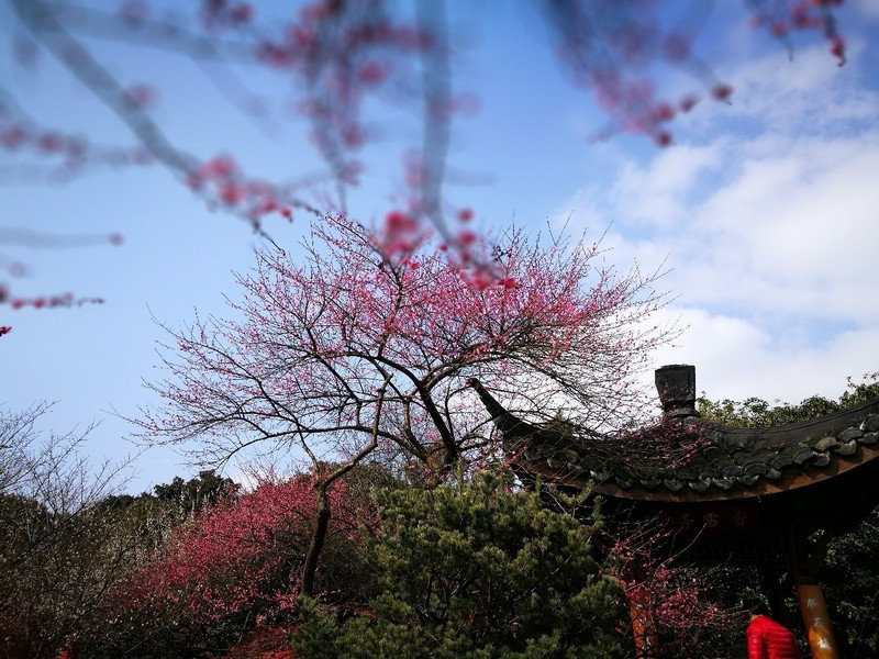 杭州灵峰探梅