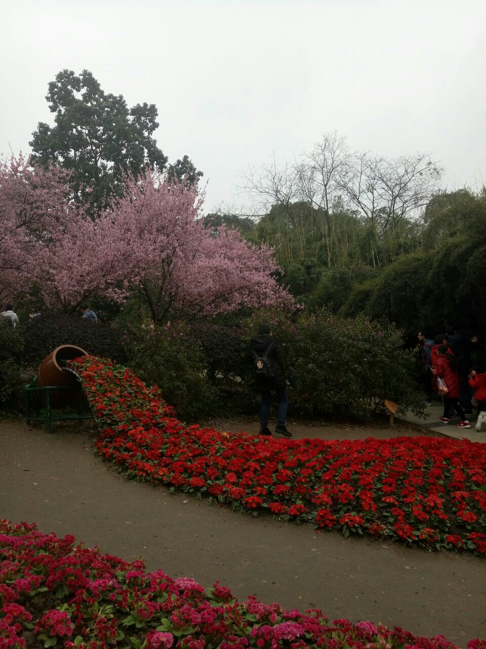 【携程攻略】成都成都植物园景点,很多植物,花儿,嘿嘿