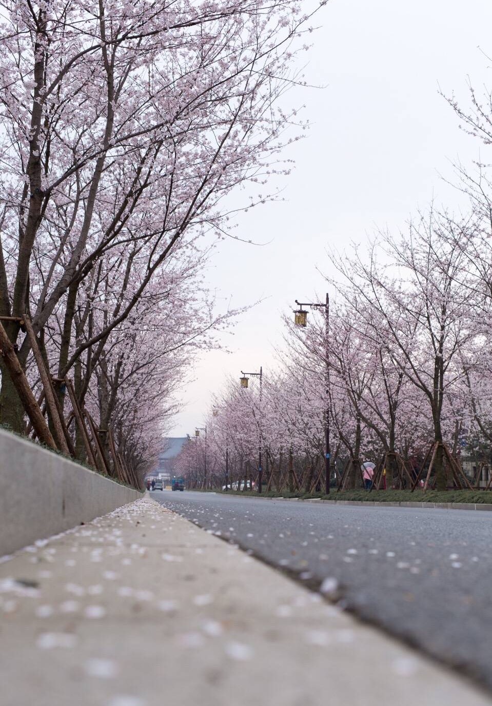 鉴真路樱花大道