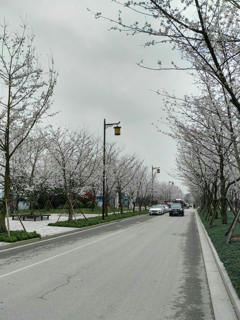 鉴真路樱花大道