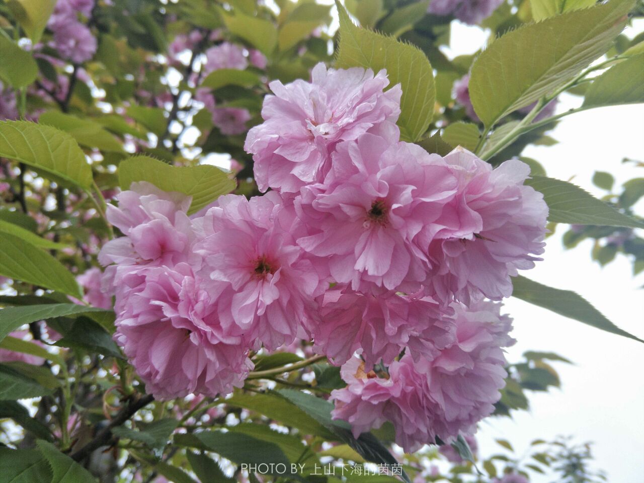 花田广兴宝塔浪漫樱花园