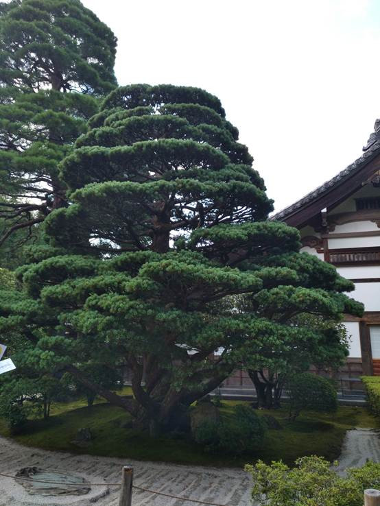 我的日本印象【东京-大阪-京都-奈良-9天自由行】