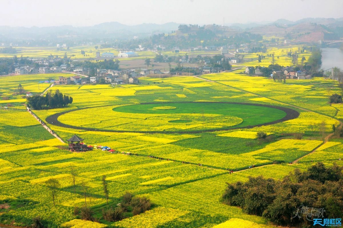 潼南崇龛油菜花旅游景点攻略图