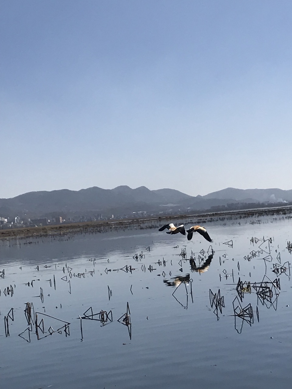 没想到这么多地方叫草海,其实贵州威宁草海是国家级自然保护区,春夏