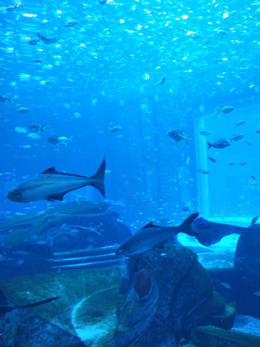 2018亚特兰蒂斯失落的空间水族馆_旅游攻略_门票_地址