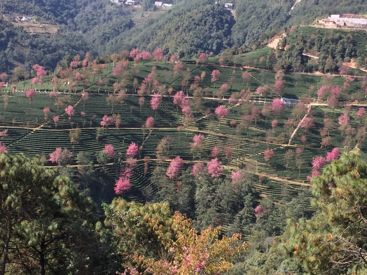 松阳大木山骑行茶园景区