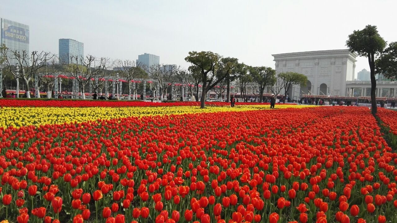 大宁郁金香公园