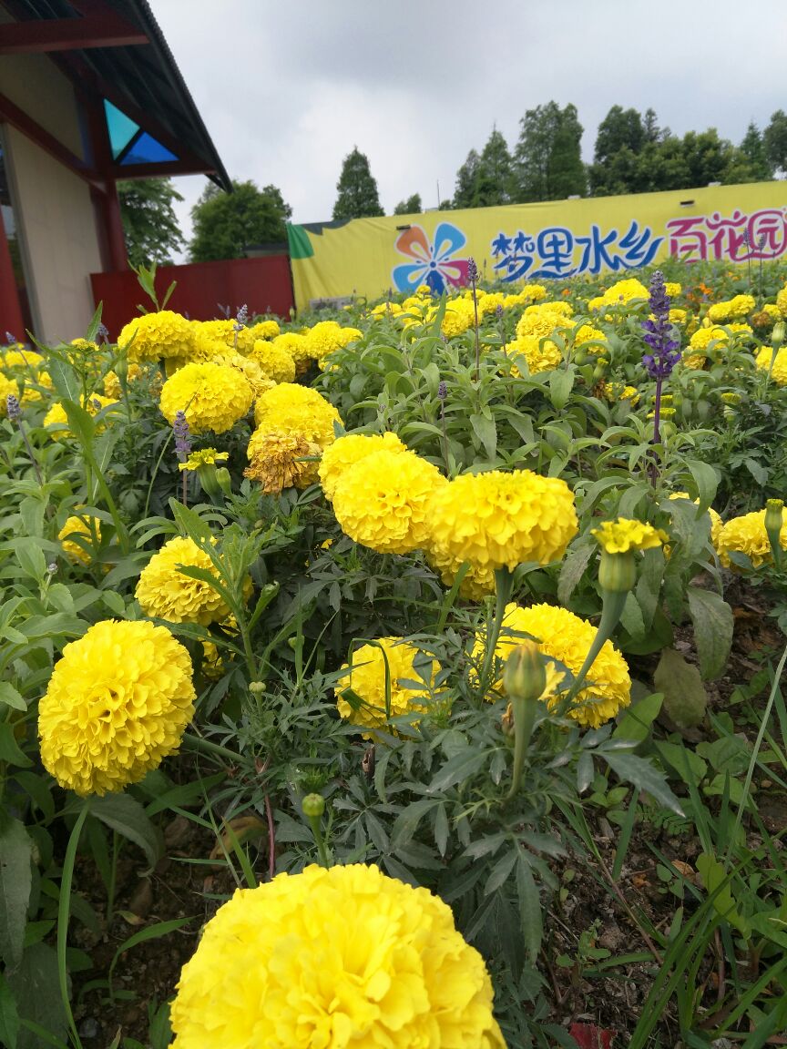 佛山梦里水乡百花园好玩吗,佛山梦里水乡百花园景点样
