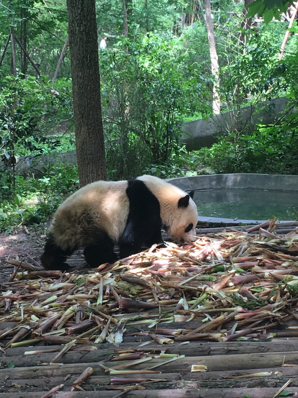 成都大熊猫繁育研究基地