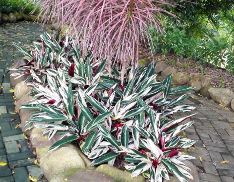 2019广西药用植物园剧情,广西南宁药用植物园神武手游65门票任务攻略图片