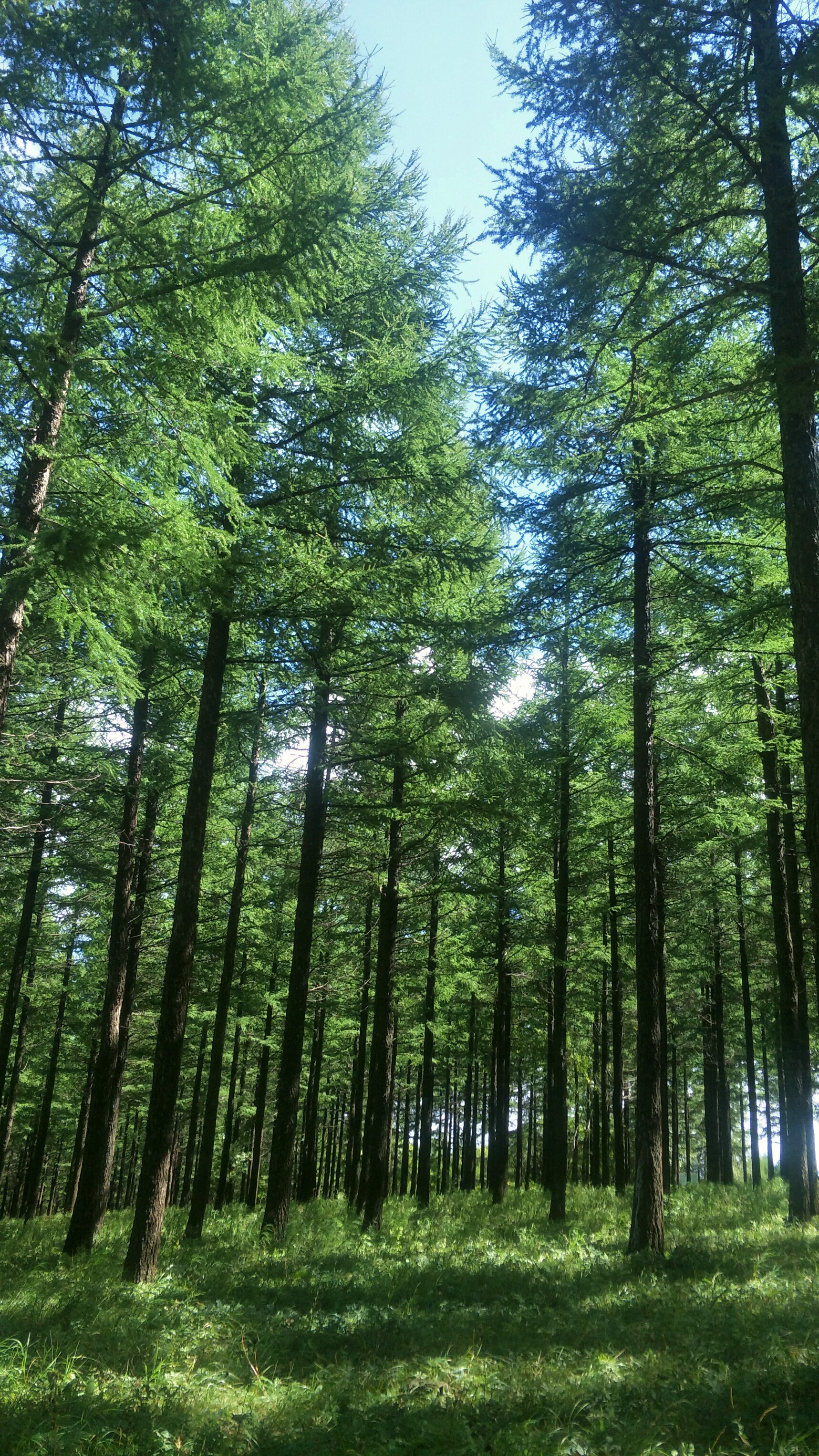 塞罕坝国家森林公园