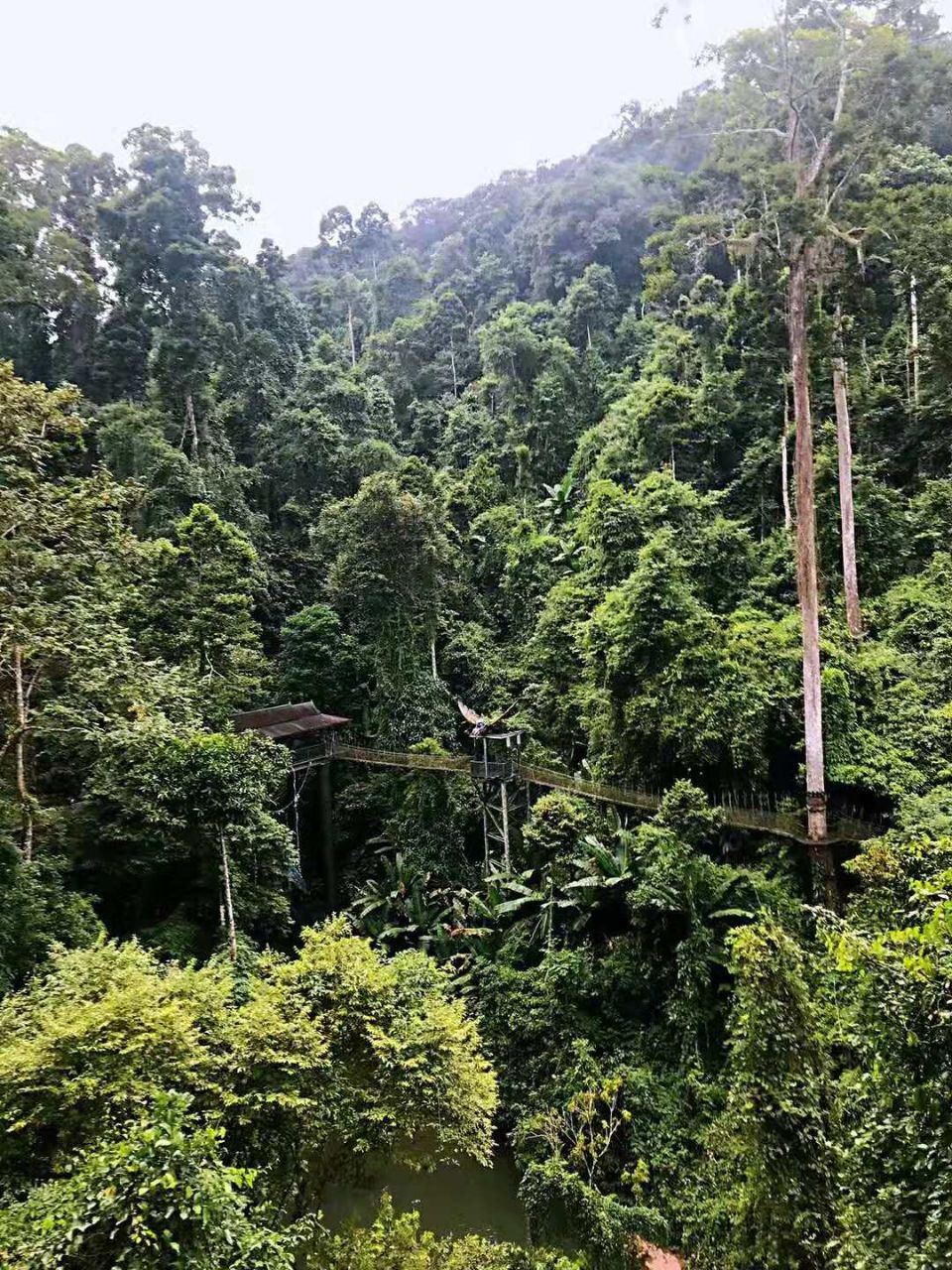 西双版纳热带雨林国家公园望天树景区旅游景点攻略图