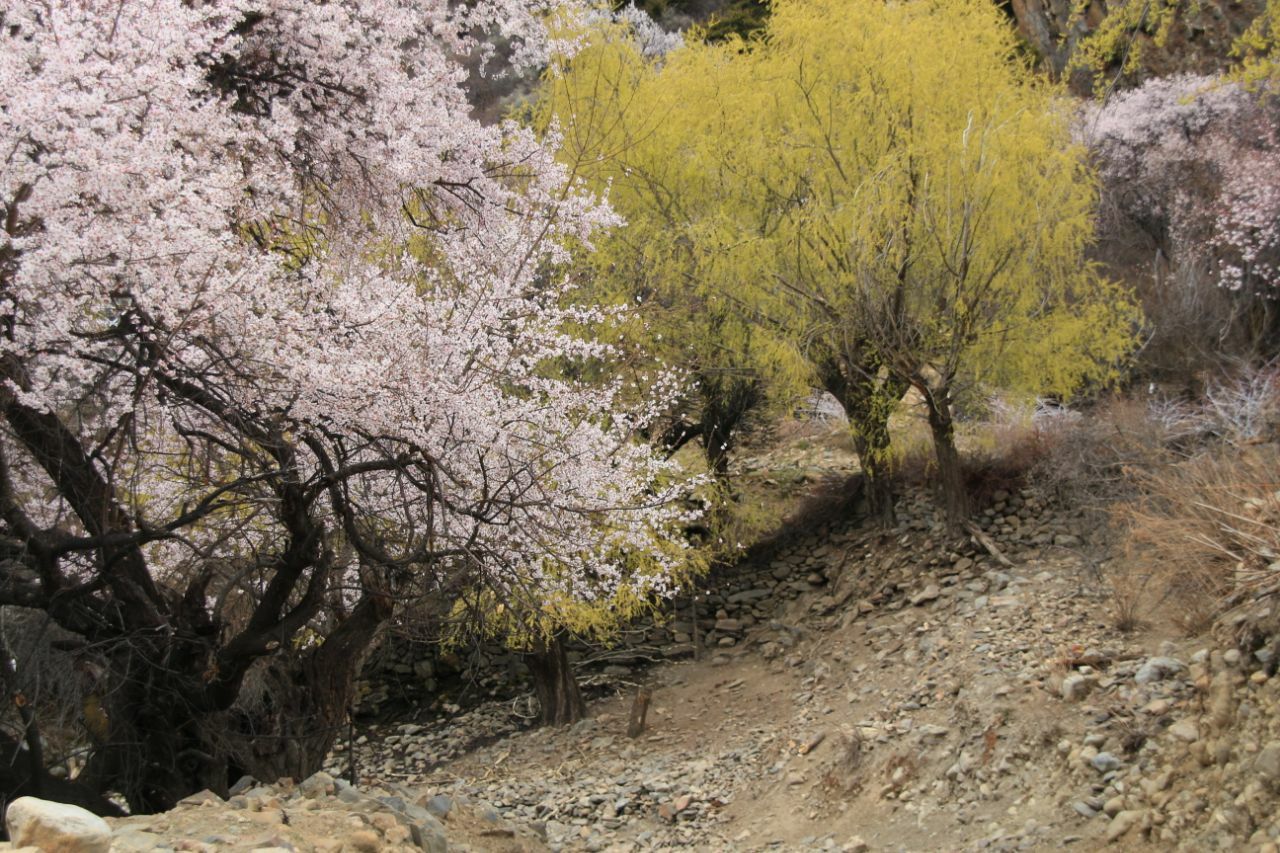 桃花沟,林芝桃花沟攻略/地址/图片/门票【携程攻略】