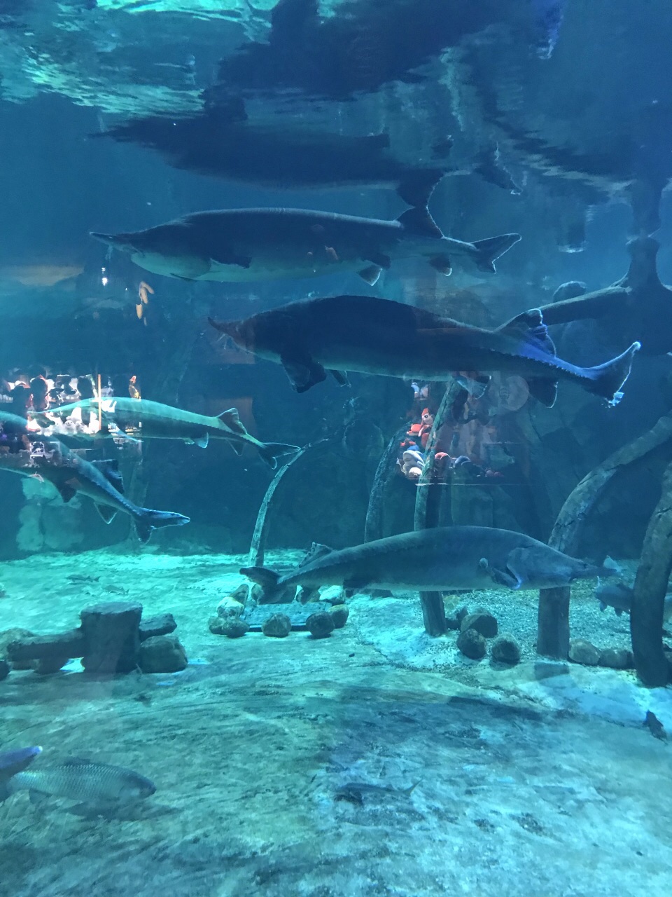 华夏文旅海洋公园