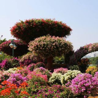 中国杜鹃花博览园
