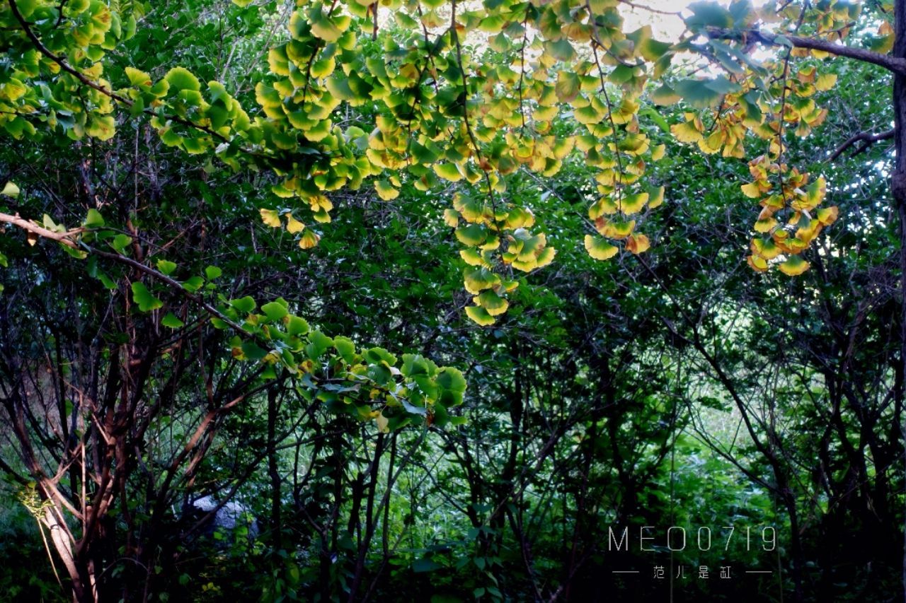 中国科学院植物研究所北京植物园