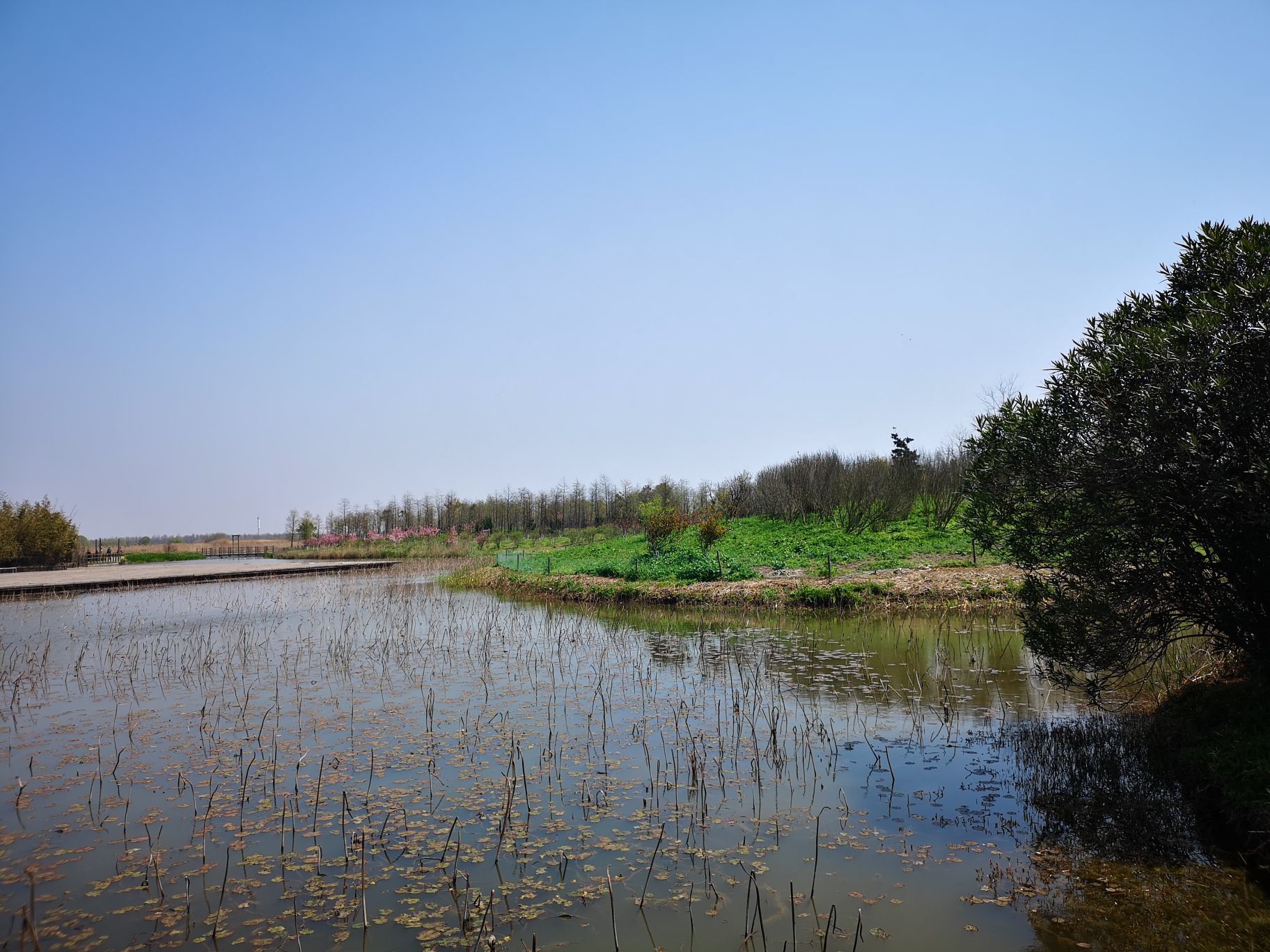 东滩湿地公园