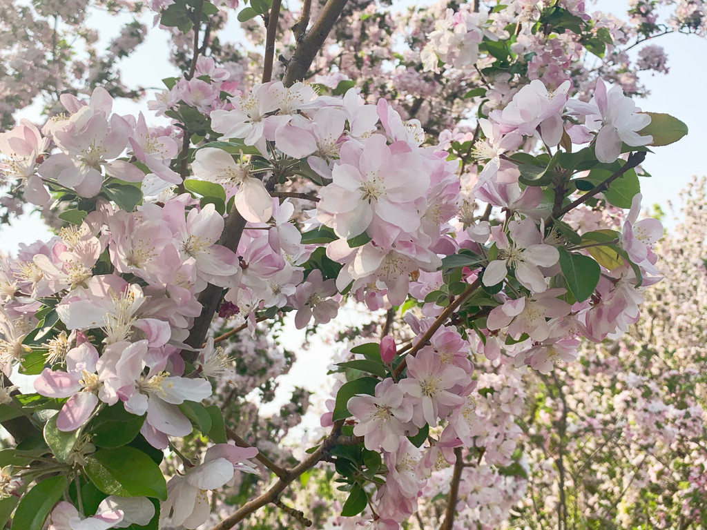 北京|春季赏花最佳去处,北京城内的海棠花溪