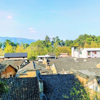 海洋银杏