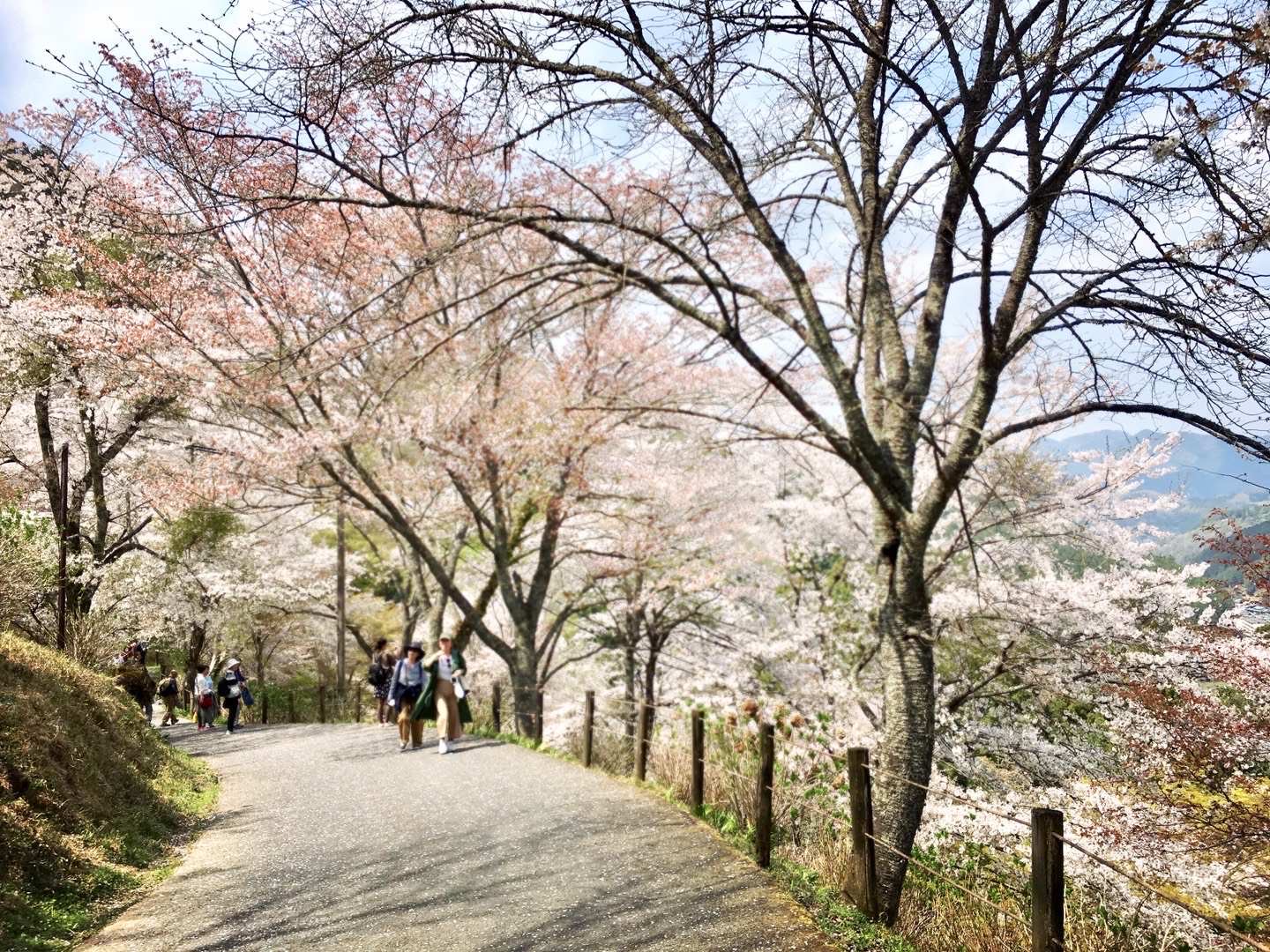 吉野町吉野山攻略,吉野町吉野山门票/游玩攻略/地址