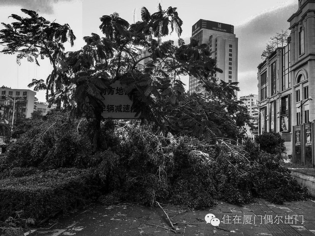 "莫兰蒂"后,厦门人的中秋是黑白的