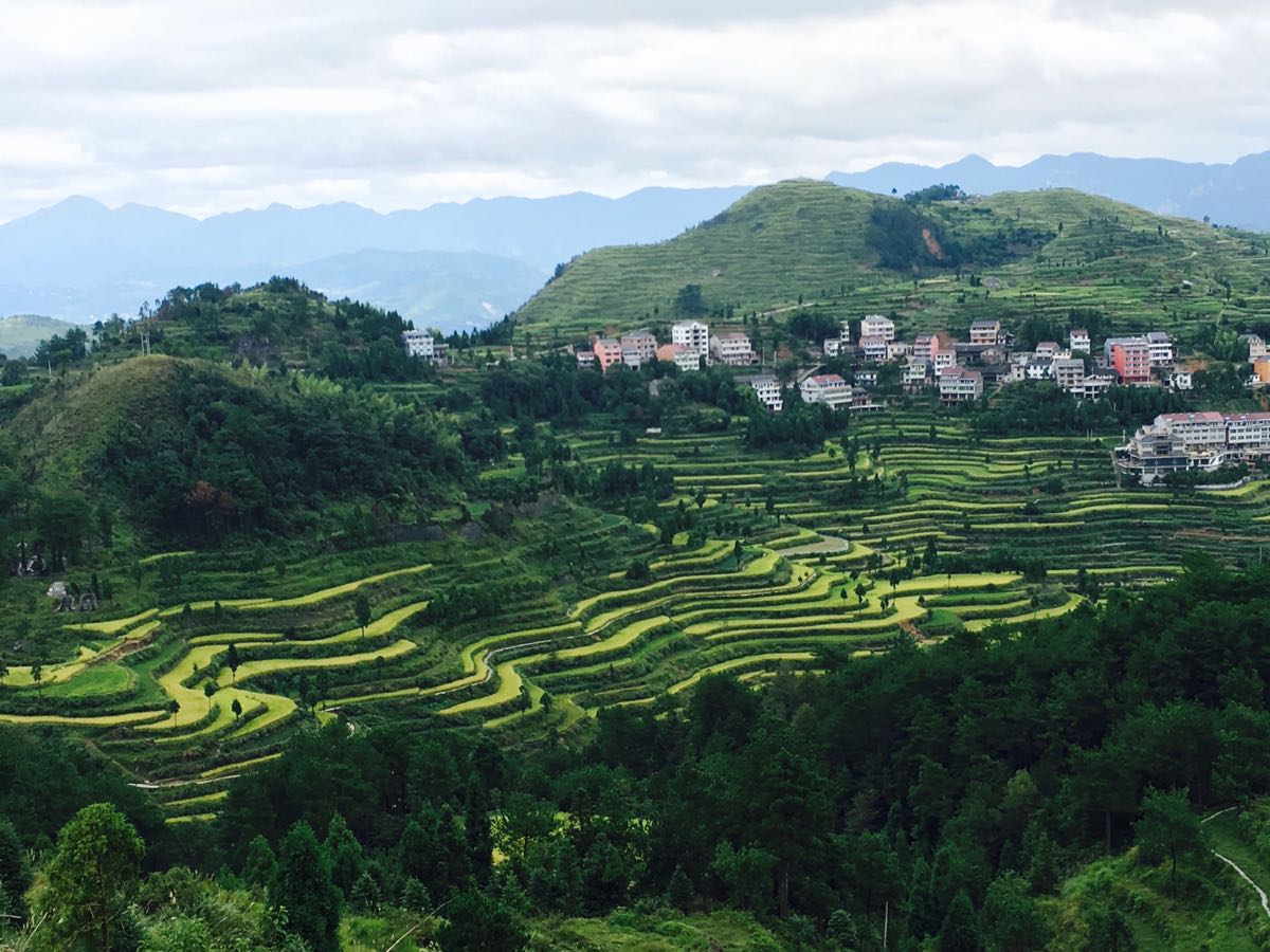 茗岙梯田