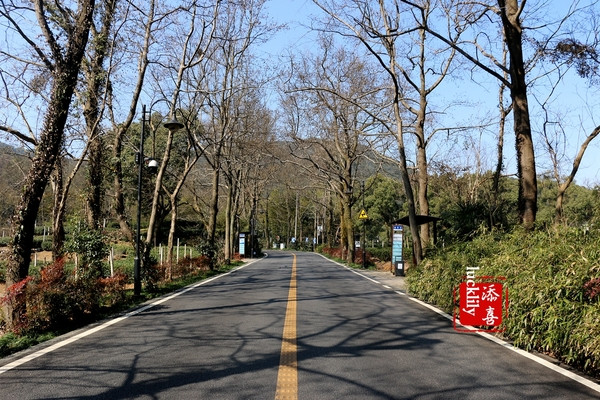 明前,雨前龙井正在两旁悄然盛长的—杭州龙井路